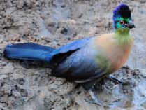 Turaco colorido