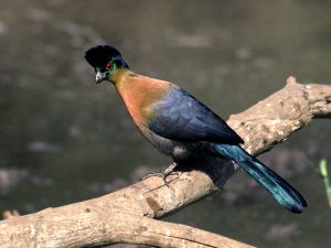 Turaco en libertad