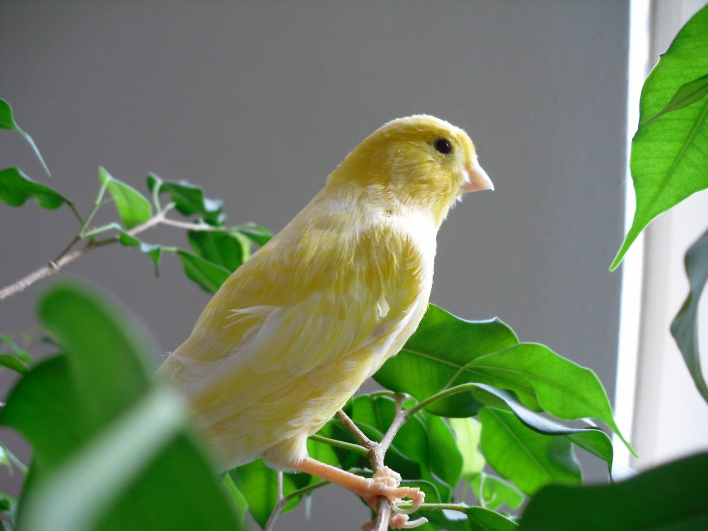 Canario amarillo salvaje
