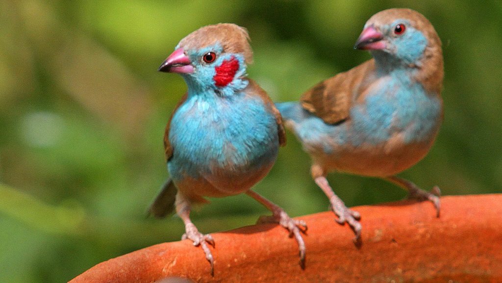Pájaros Azulitos de Senegal