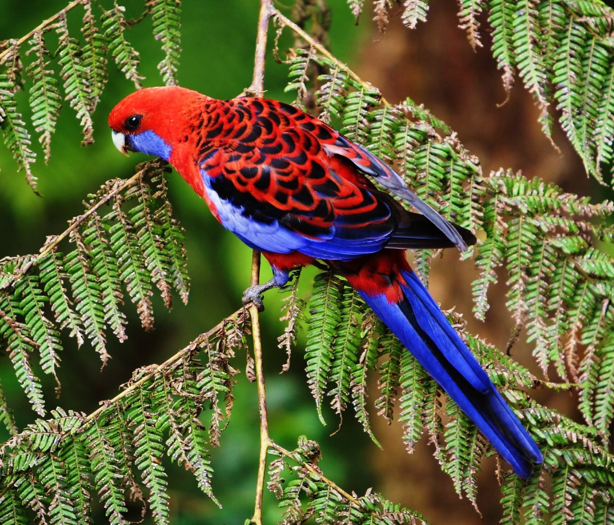 Rosella en libertad