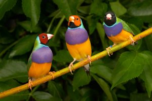 Aves Diamante de Gould