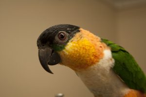 Caique