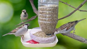 Cómo hacer comederos para pájaros: guía paso a paso
