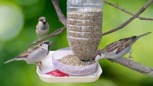 Cómo hacer comederos para pájaros