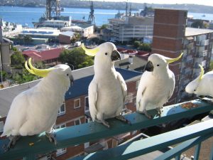 Cacatúas