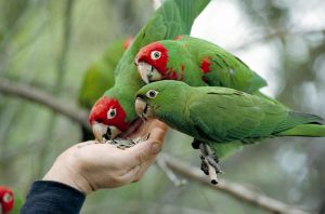 Papagayos comiendo pipas