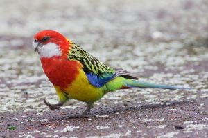 Rosella de colores