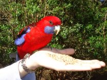 Rosella doméstica