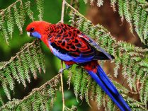 Rosella en libertad