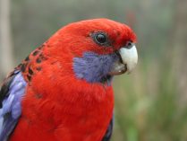 Fotos de rosellas